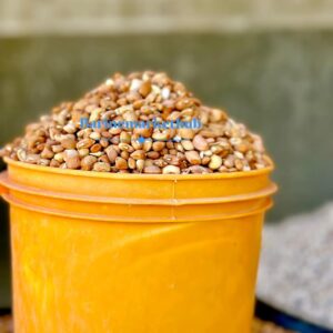 Brown Iron beans (A Rubber)