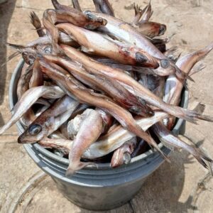 Fresh panla fish (100pieces)